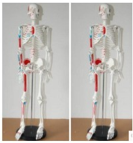 [CCL-902] Human skeleton with muscle, 170cm height